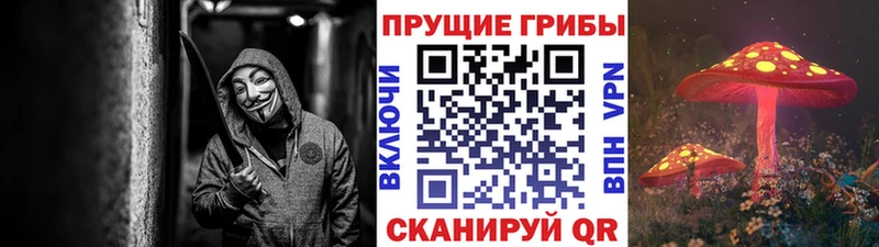 Псилоцибиновые грибы Psilocybe  Кола 